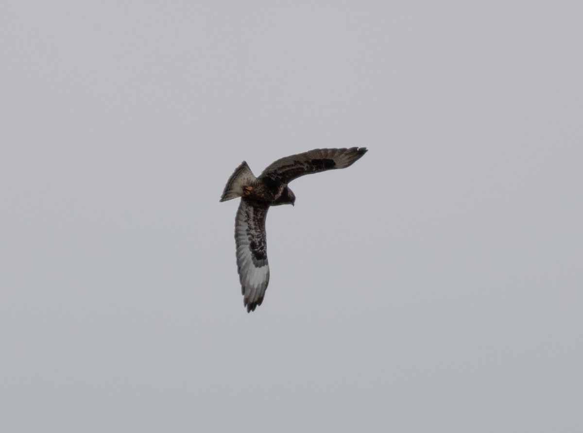 Rough-legged Hawk - ML634502388