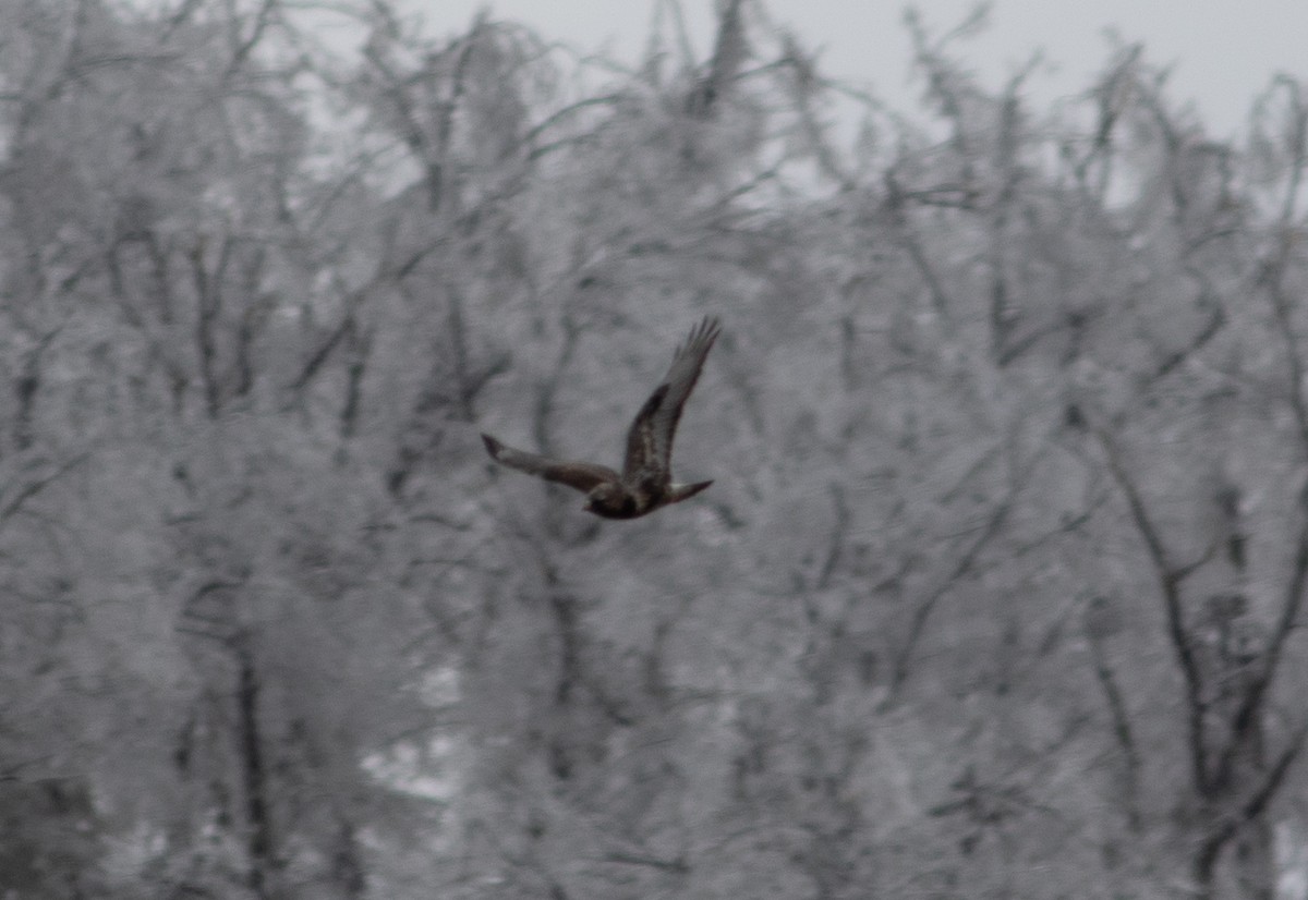 Rough-legged Hawk - ML634502389