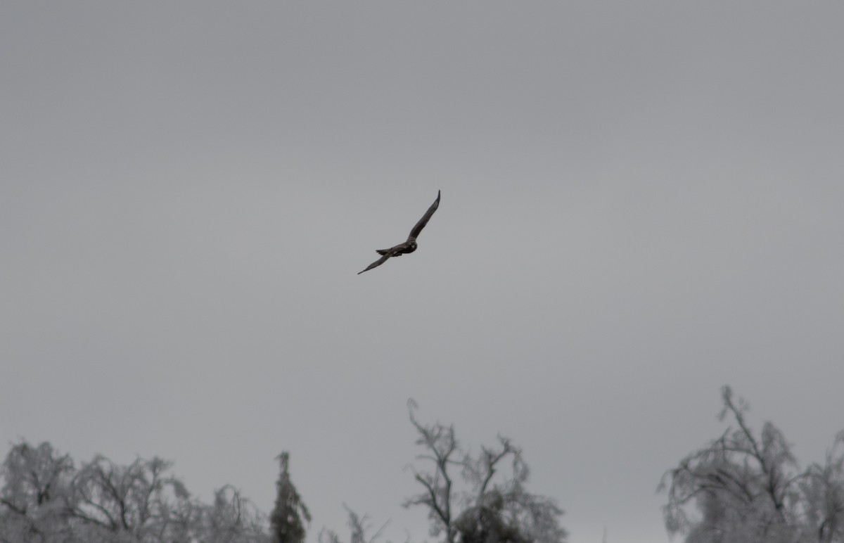Rough-legged Hawk - ML634502393