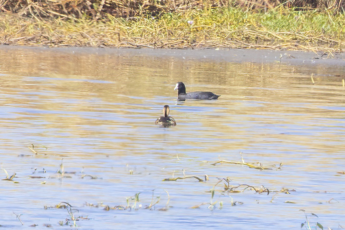 Eurasian Coot - ML634502530