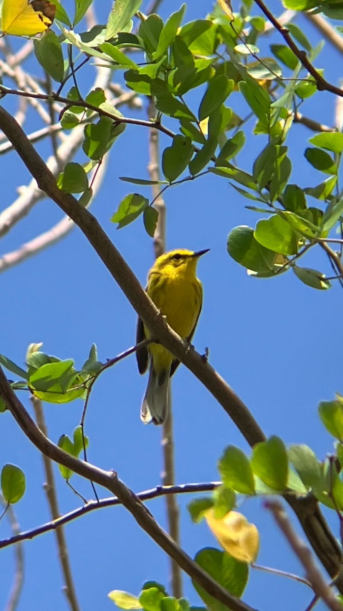 Vitelline Warbler - ML634502532