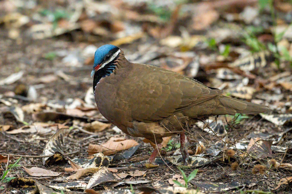 Blue-headed Quail-Dove - ML634502634