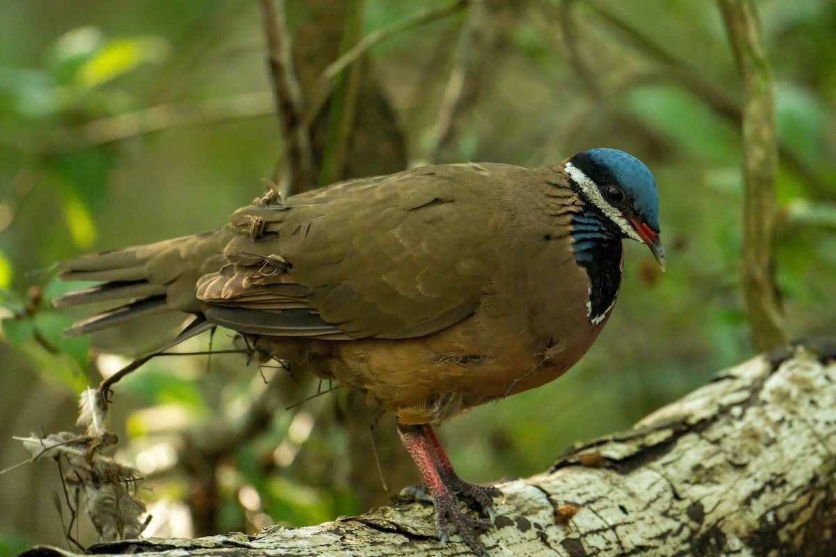 Blue-headed Quail-Dove - ML634502635