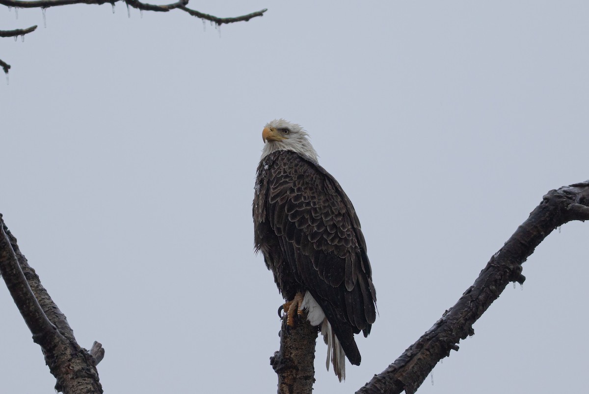 Bald Eagle - ML634502637