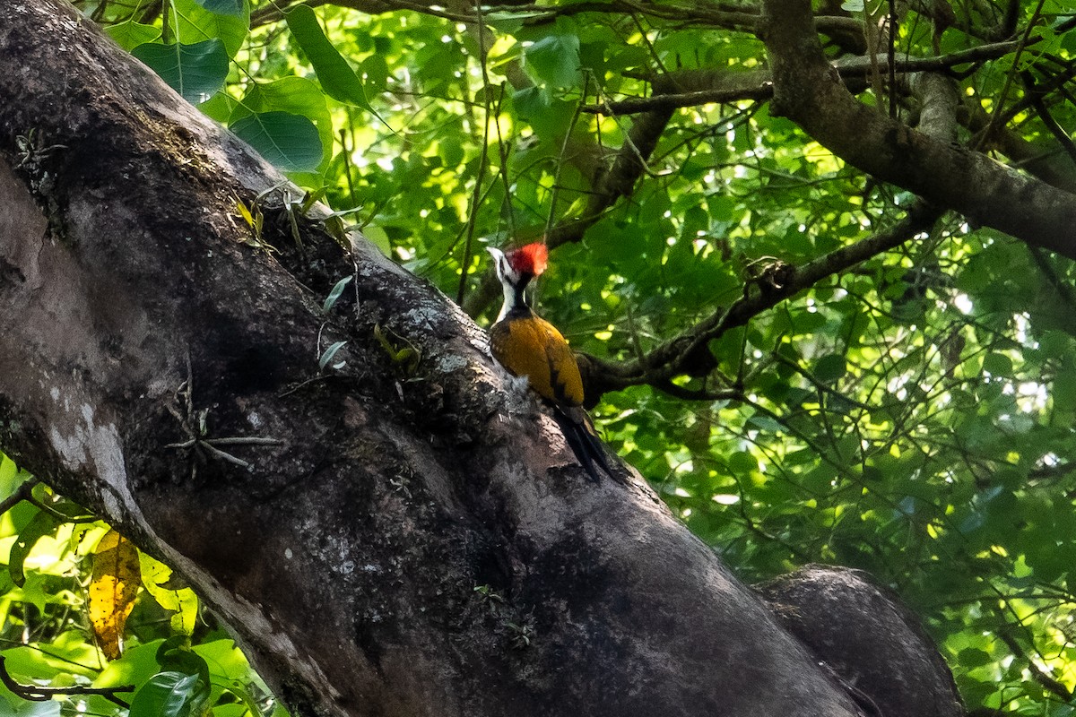 Бенгальский дятел-султан - ML634502676
