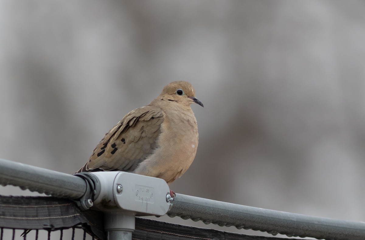 Mourning Dove - ML634502713