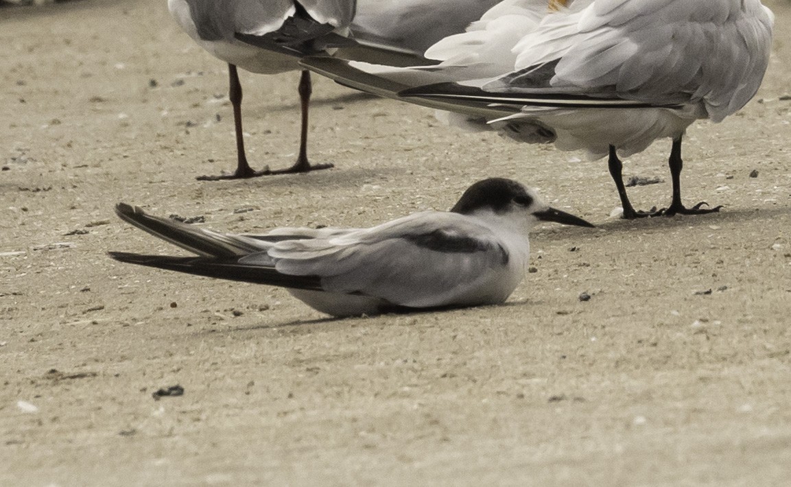 Common Tern - ML634502722