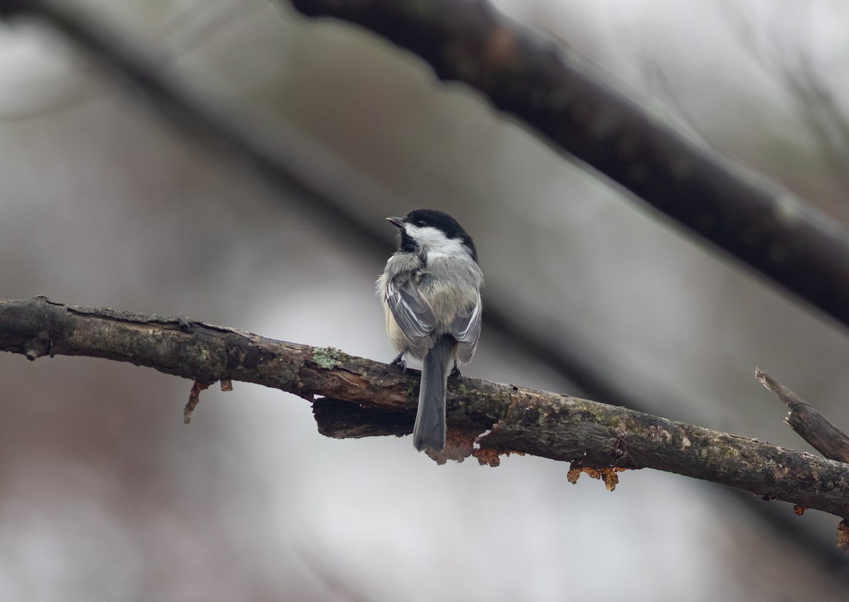 Black-capped Chickadee - ML634502740