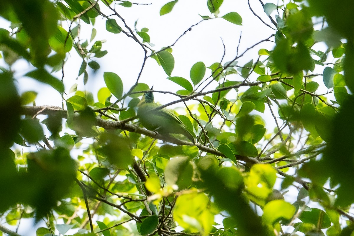 Индийская листовка - ML634502741