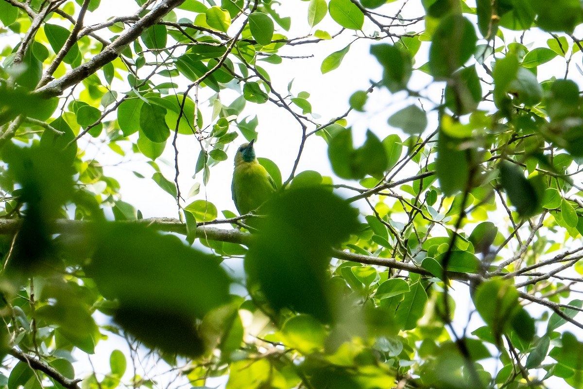 Индийская листовка - ML634502742