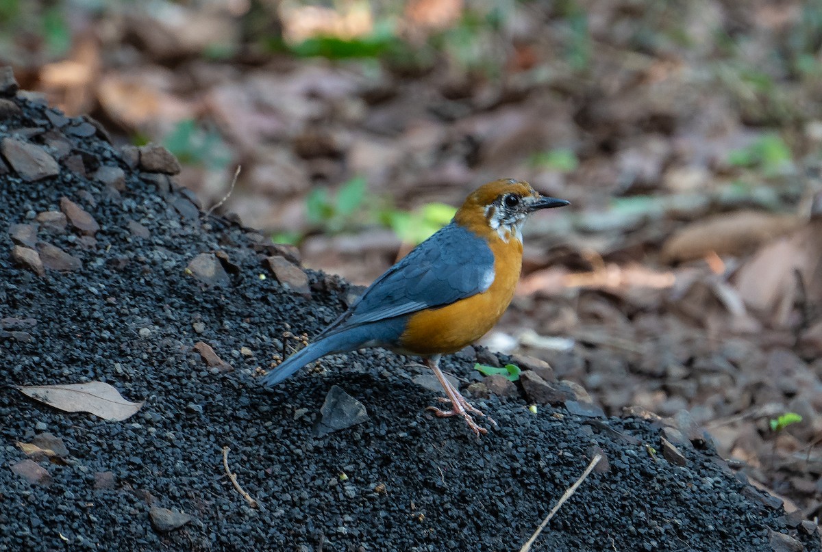 Оранжевоголовый дрозд - ML634502769