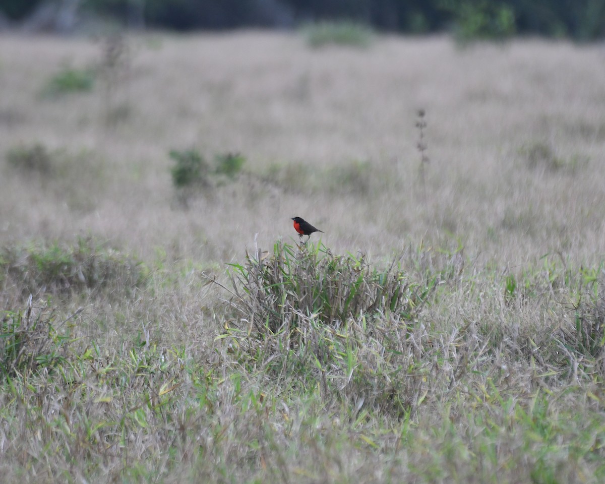 Red-breasted Meadowlark - ML634502781