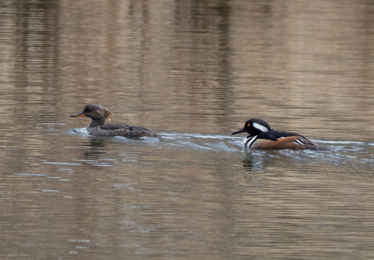 Hooded Merganser - ML634502798