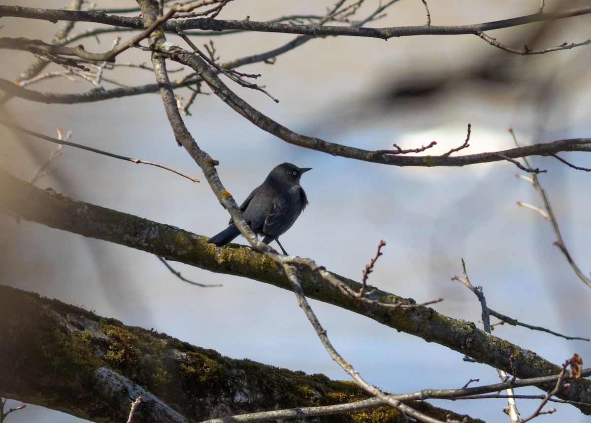 Rusty Blackbird - ML634502930