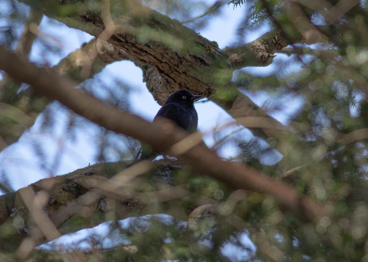 Rusty Blackbird - ML634502931