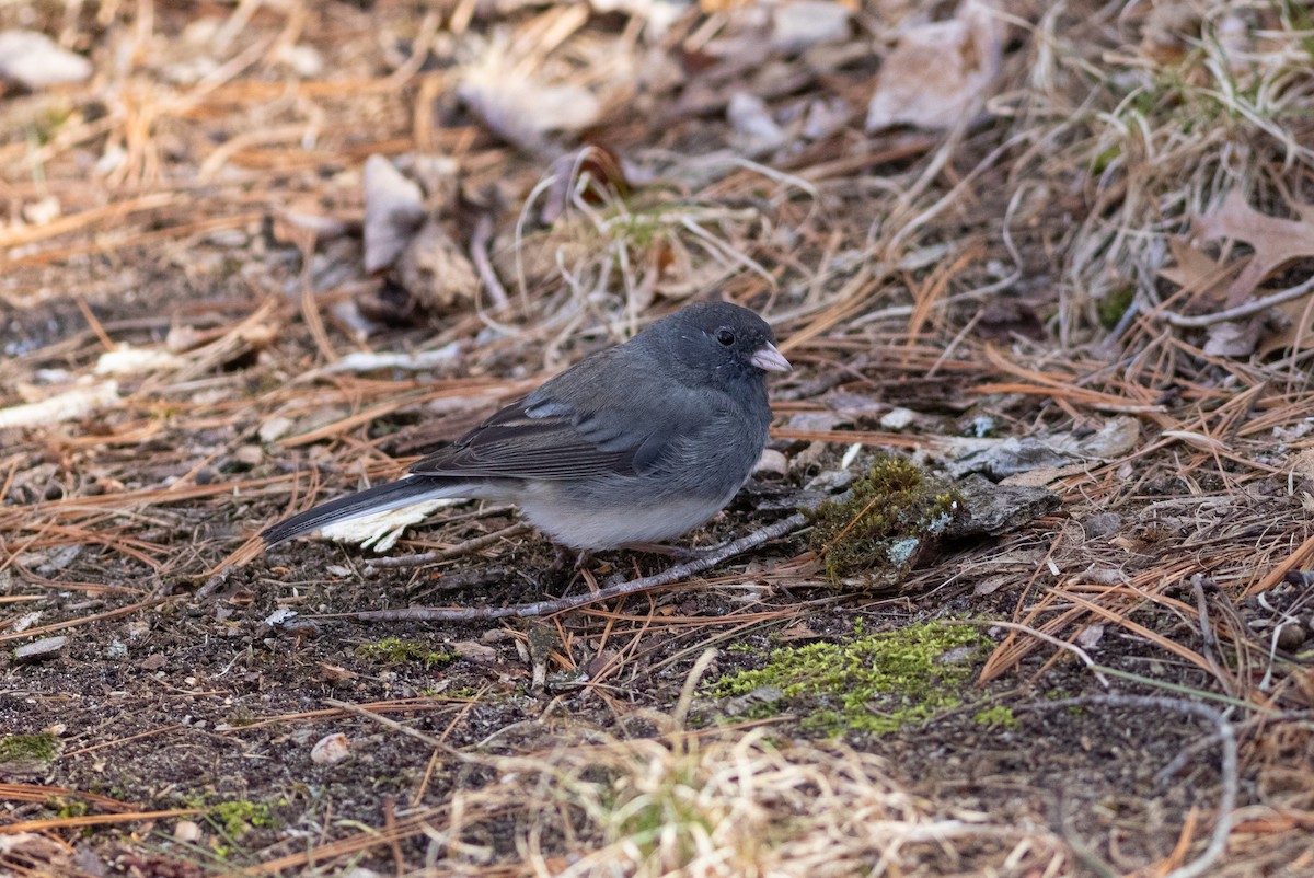 Dark-eyed Junco - ML634502939