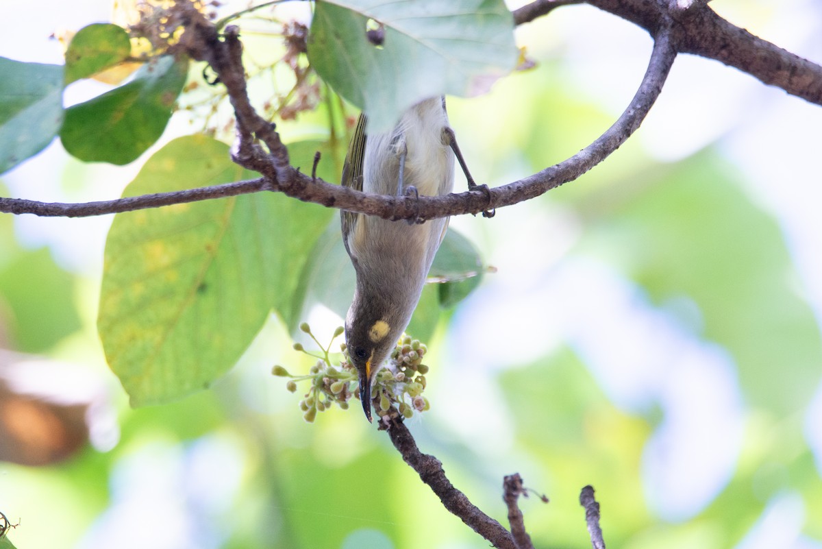 Graceful Honeyeater - ML634502985
