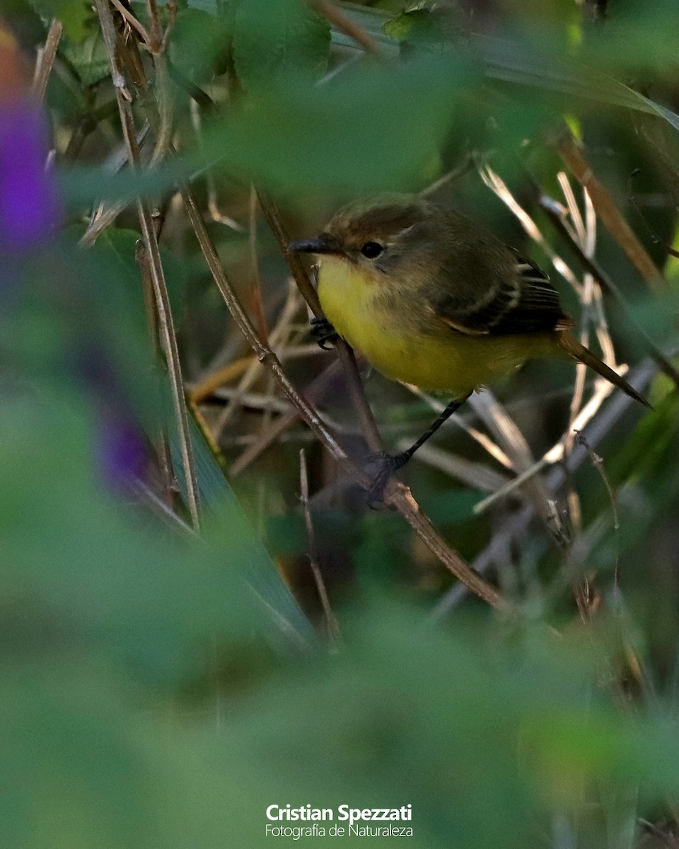 doradito sp. - ML634503005