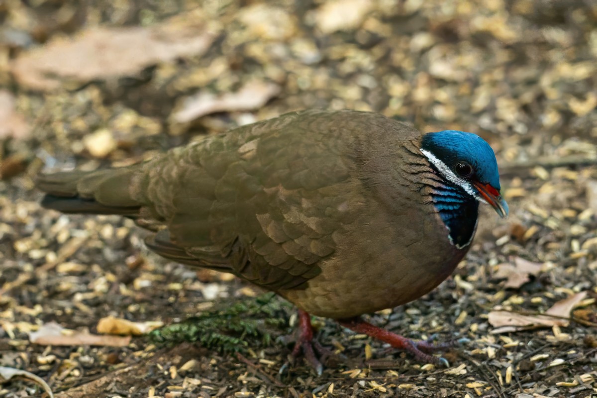 Blue-headed Quail-Dove - ML634503013
