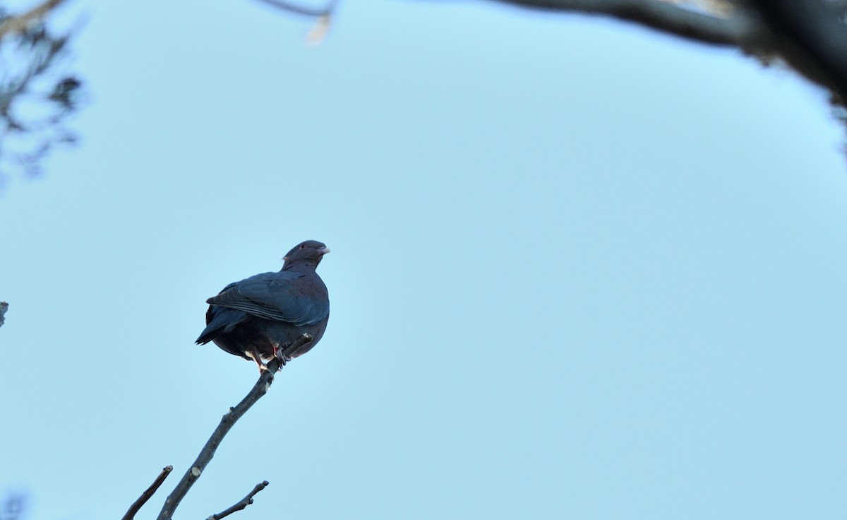 Red-billed Pigeon - ML634503051