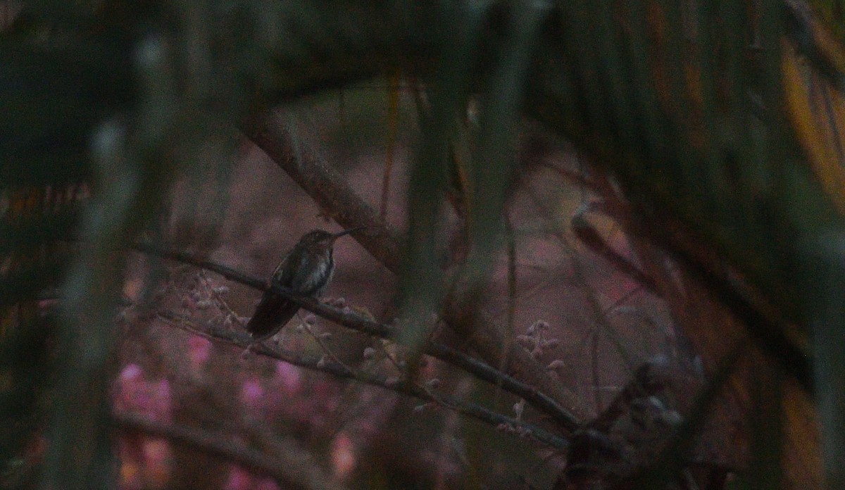 Green-breasted Mango - ML634503058