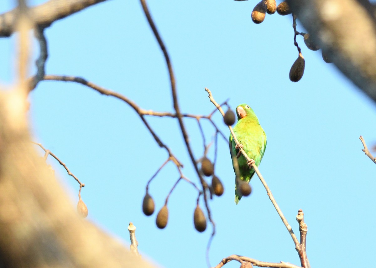 Orange-chinned Parakeet - ML634503074