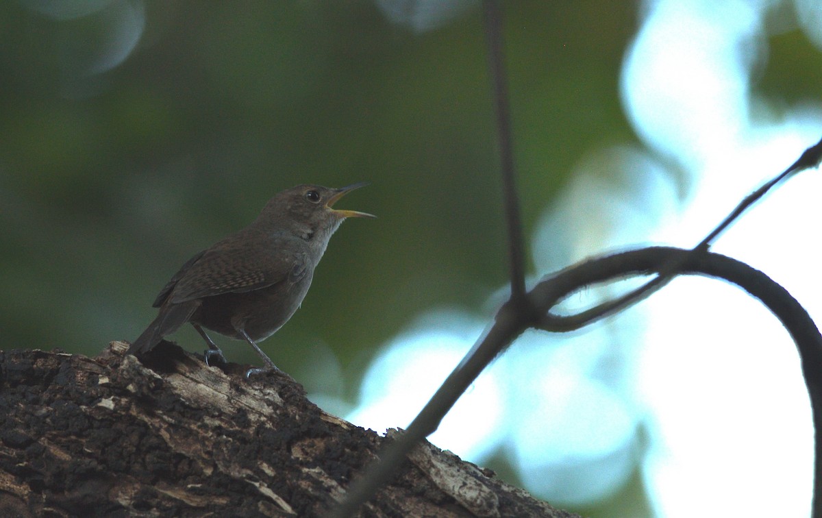 Southern House Wren - ML634503086