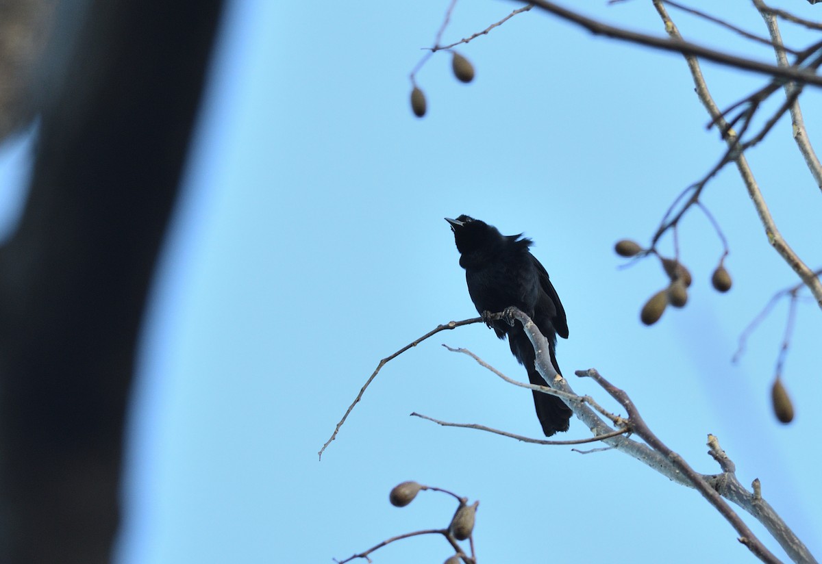 Melodious Blackbird - ML634503094