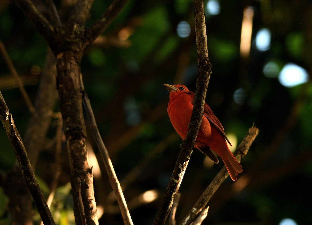 Summer Tanager - ML634503108