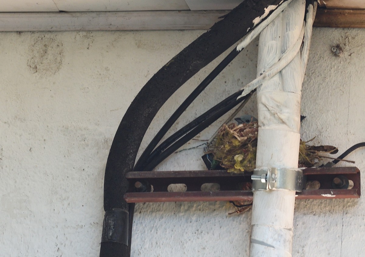 Blue-gray Tanager - ML634503124