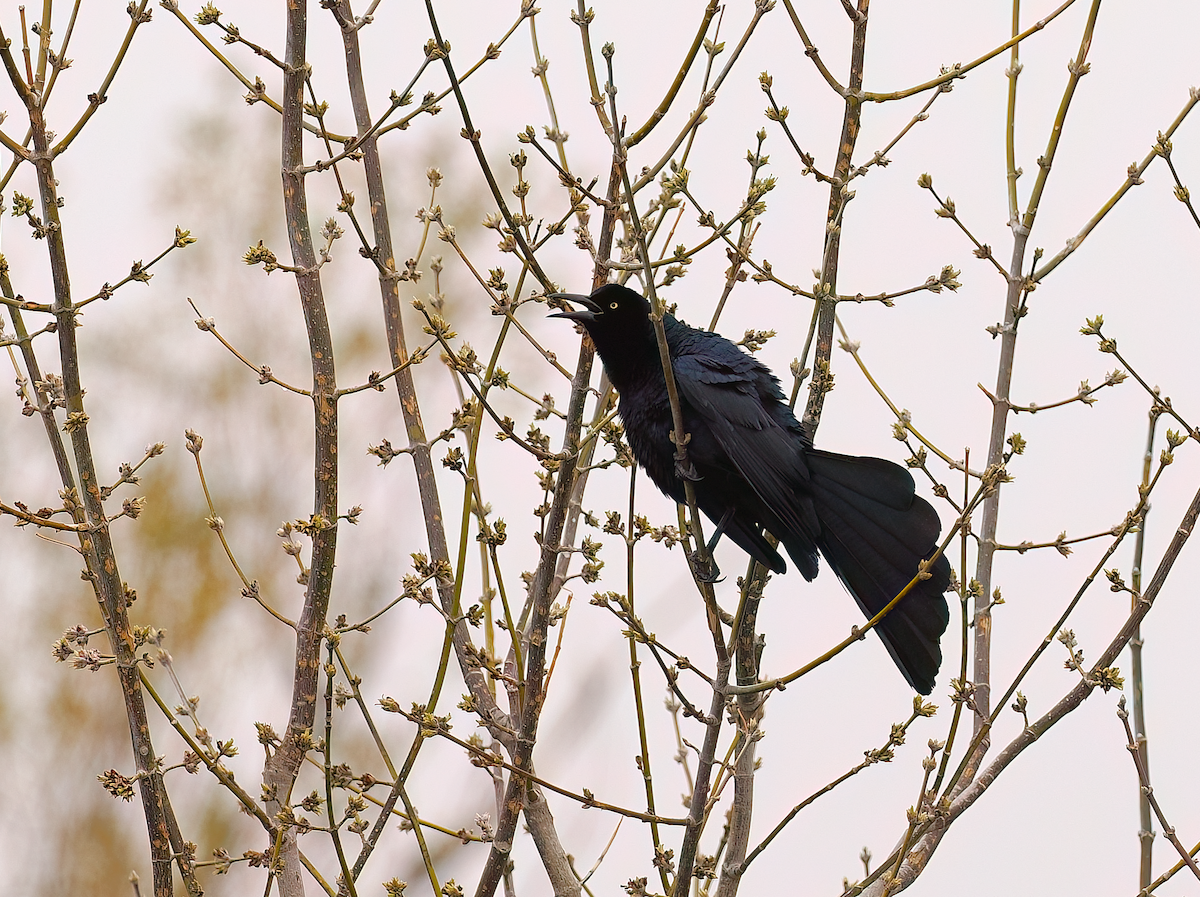 Great-tailed Grackle - ML634503153