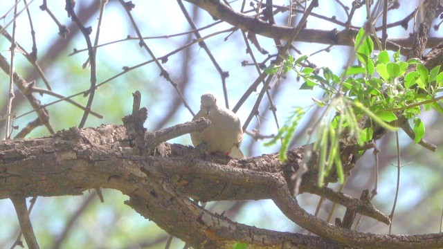 Inca Dove - ML634503197