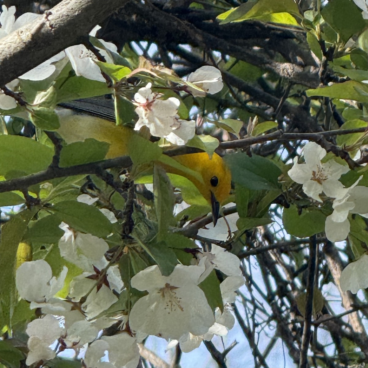 Prothonotary Warbler - ML634503211