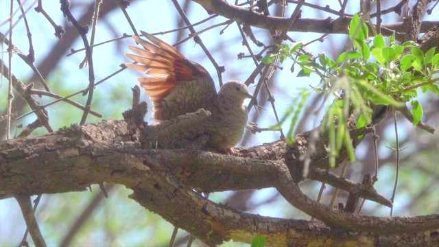 Inca Dove - ML634503246