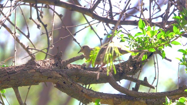 Inca Dove - ML634503329