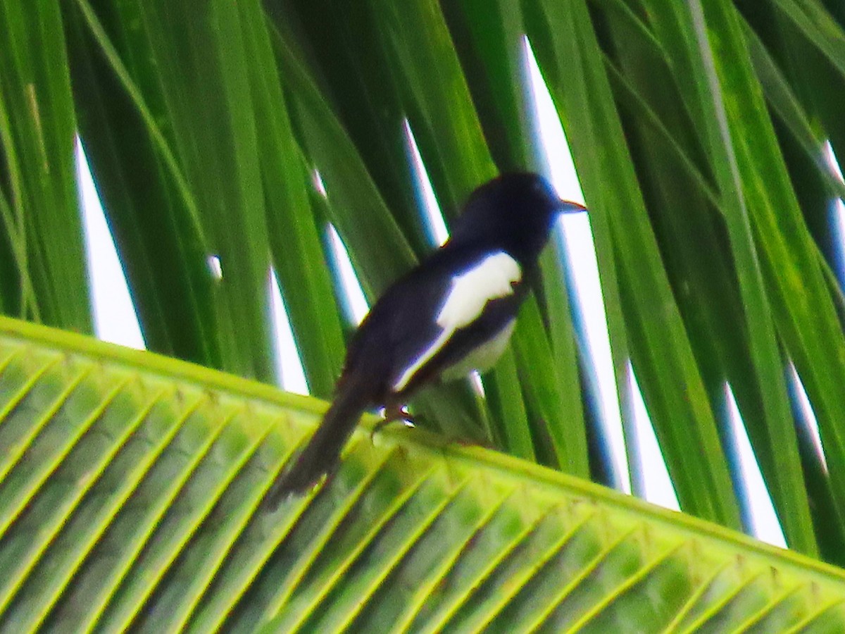 Philippine Magpie-Robin - ML634503357