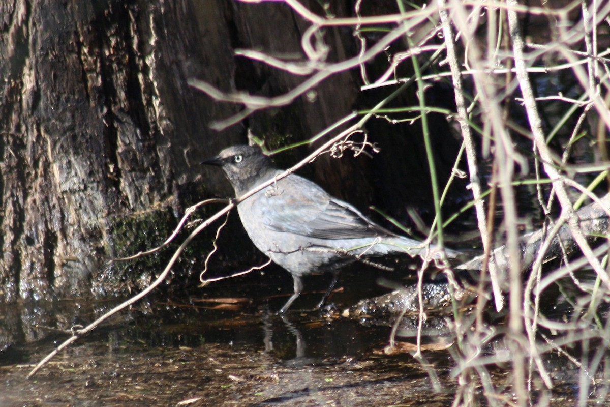 Rusty Blackbird - ML634503527