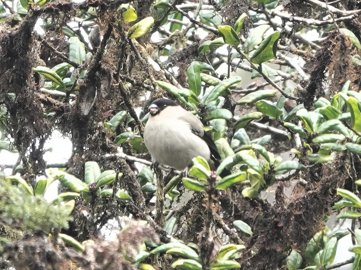Azores Bullfinch - ML634503679