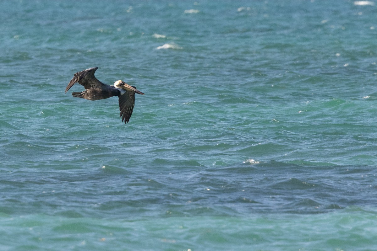 Brown Pelican (Southern) - ML634503751
