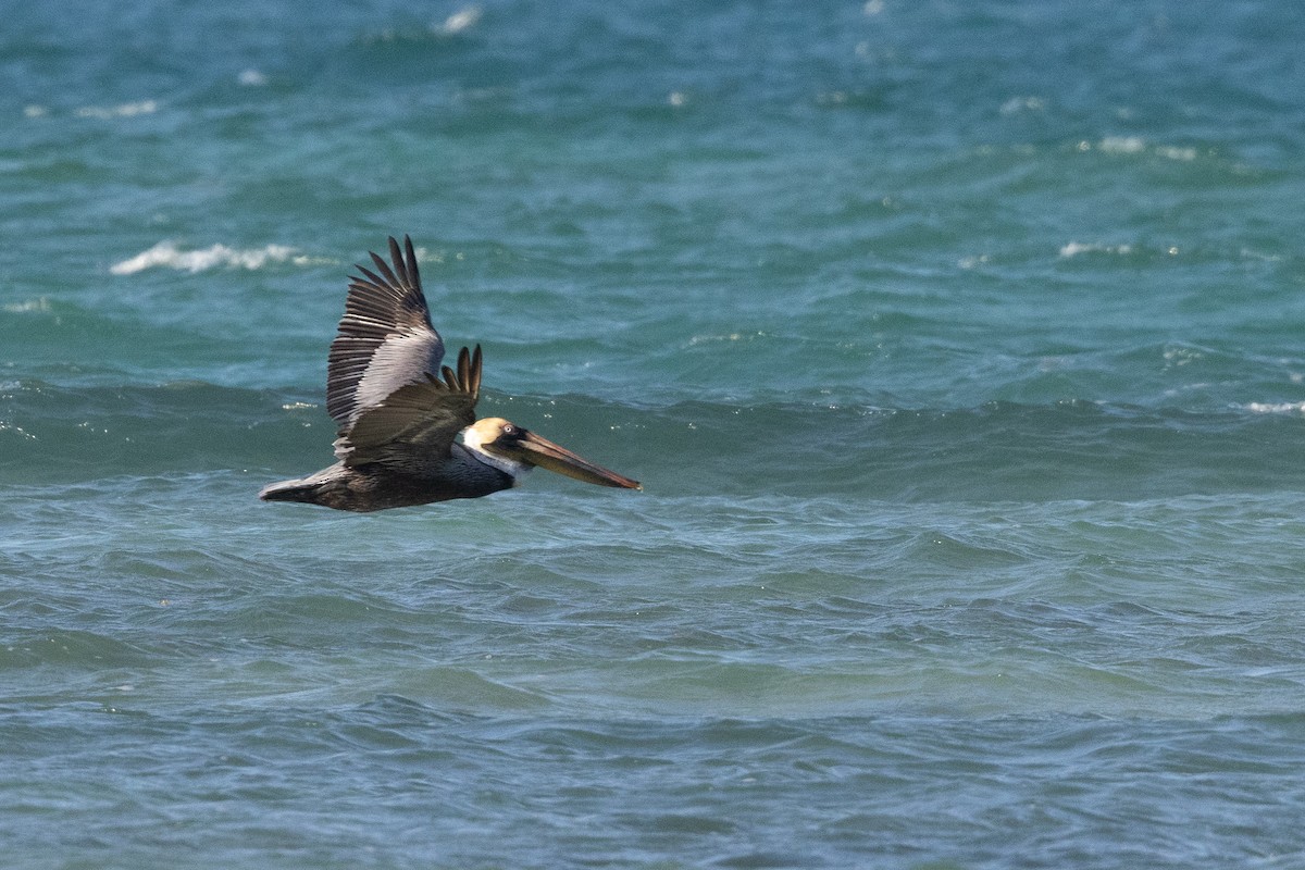 Brown Pelican (Southern) - ML634503754