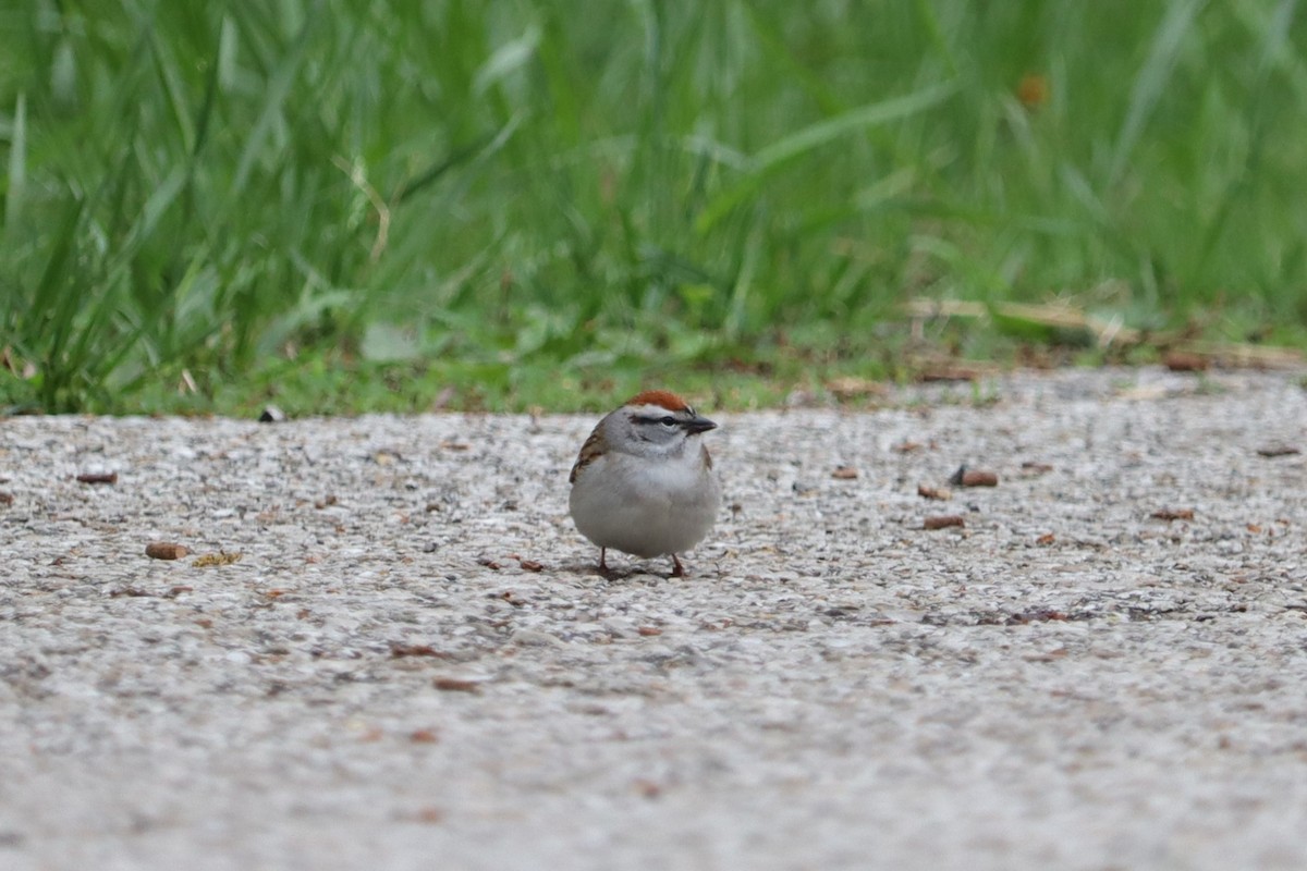 Chipping Sparrow - ML634503778
