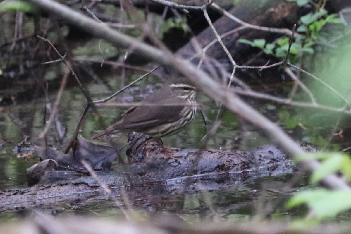 Northern Waterthrush - ML634503792
