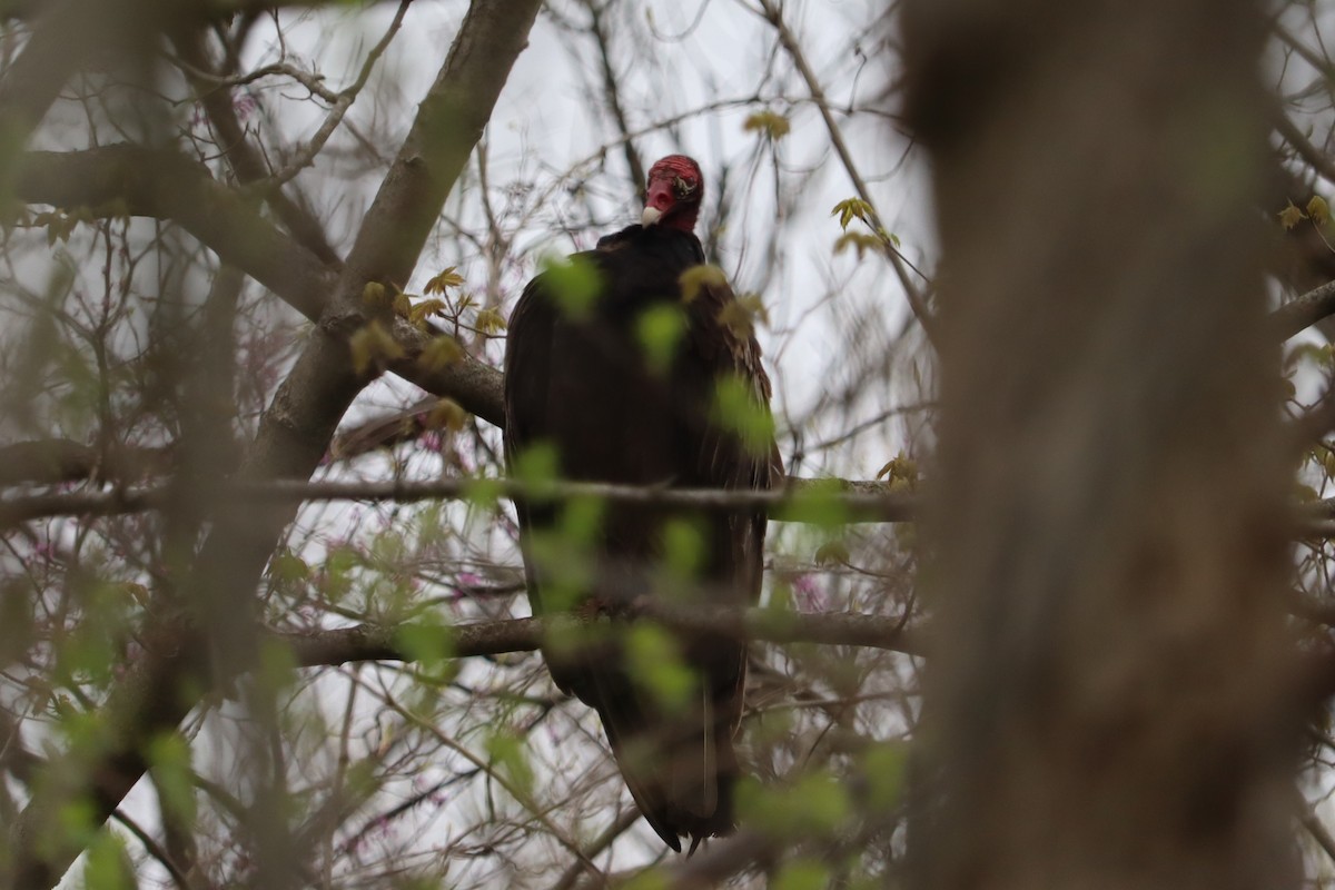 Turkey Vulture - ML634503816