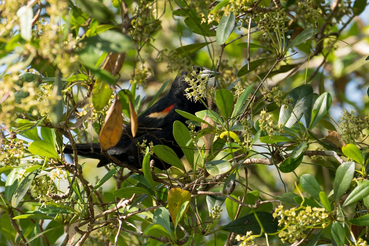 Red-shouldered Blackbird - ML634503819