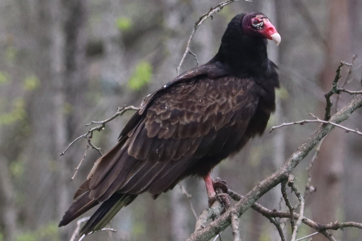 Turkey Vulture - ML634503822