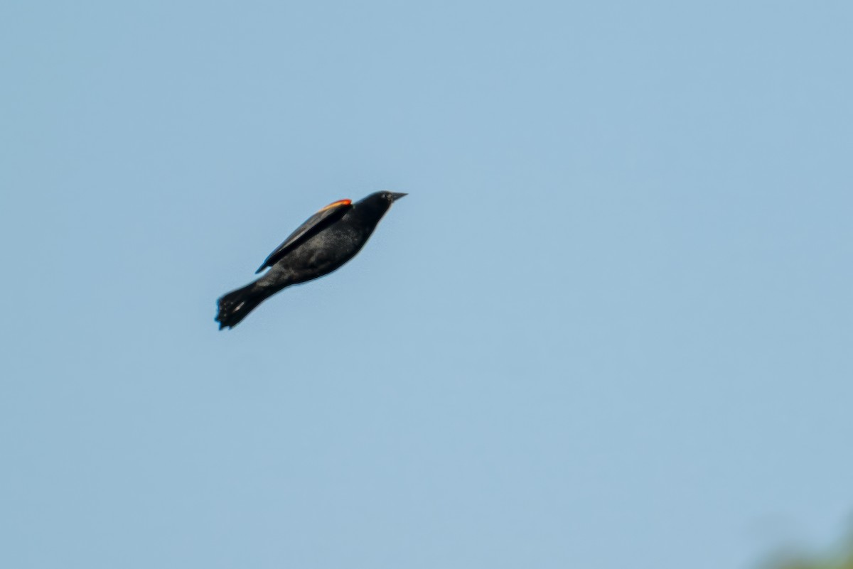 Red-shouldered Blackbird - ML634503828