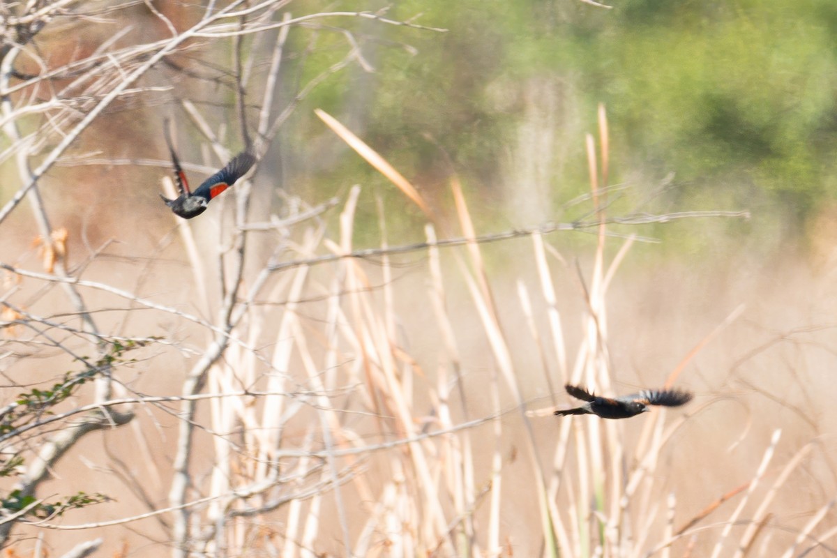 Red-shouldered Blackbird - ML634503829