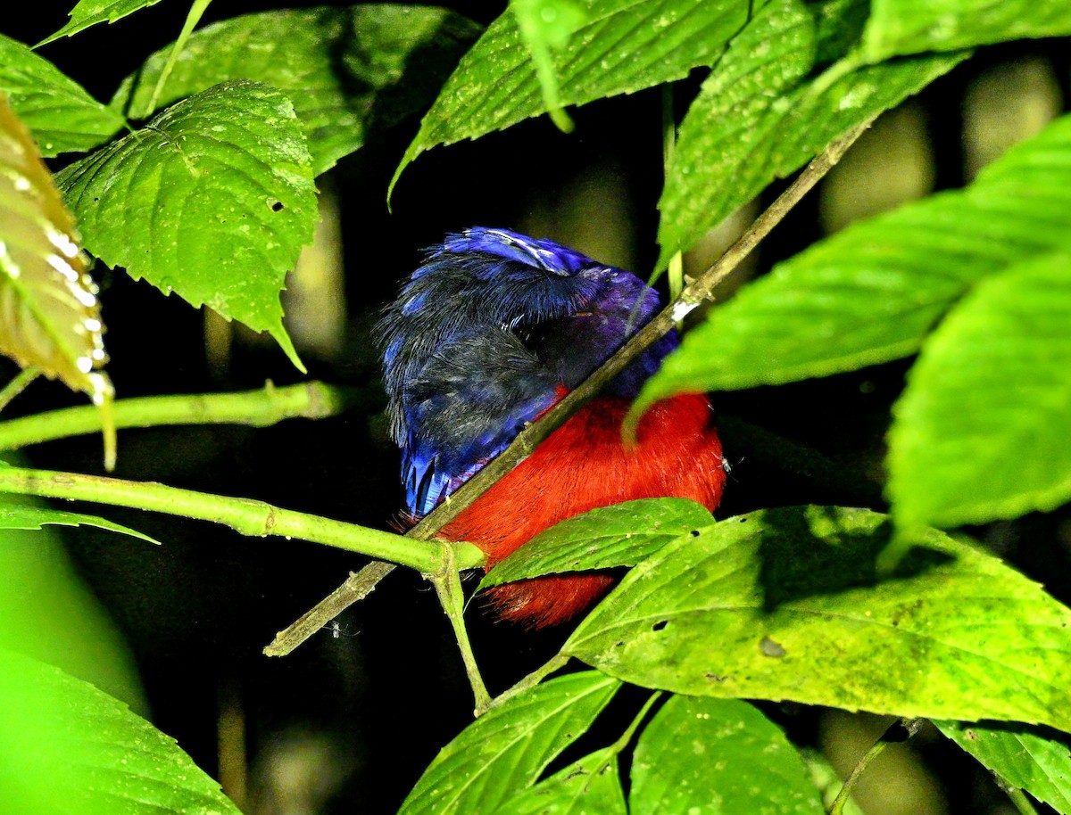 Black-crowned Pitta - ML634503891
