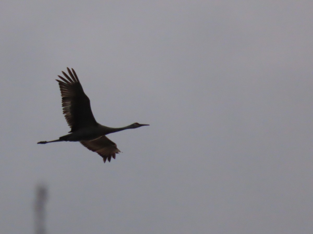 Sandhill Crane - ML634503915