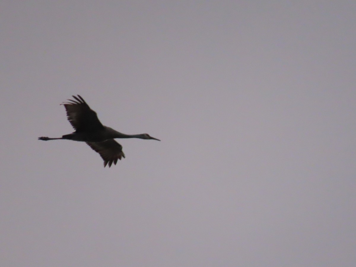 Sandhill Crane - ML634503926